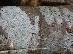 여러 가상지의가 나무껍질에 붙어 있다. 희끄무레한 반점으로 보이는 것은 대부분 지의류이다. 왼쪽의 큰 것은 모지고케의 일종이며, 검은 선은 자실체이다.