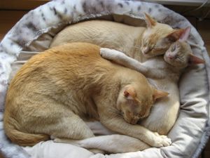 안전한 환경과 충분한 먹이가 있는 고양이는 잘 잔다. 사진은 애완용 침대에서 서로 몸을 기대고 자는 세 마리 고양이들이다.
