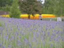 여름 라벤더 밭(후타다 팜)