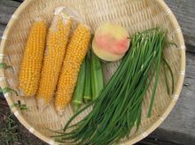 수확된 여름 채소