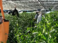 니시오차 농원. 덖음차 생산을 위해 차 잎에 차광막이 씌워져 있다