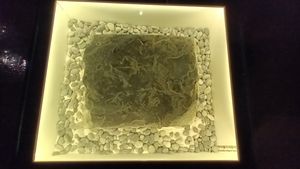 악어 발자국 화석