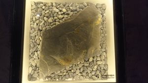 수각류 발자국 화석