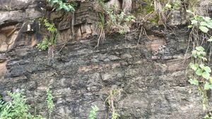 화석산지 부근 자구로 도로변에 드러난 진주층 (남동쪽으로 경사)