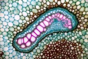 5c. 고사리속(얇은주머니고사리류)의 뿌리줄기의 관속(망상중심주 일부, 사진 위 또는 아래쪽이 중심쪽): 일차목부(세포벽이 붉게 염색된 부분)의 주위를 둘러싸는 작은 세포로 이루어진 부분이 일차사부(사세포 등).