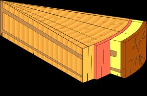 7a. 목본의 줄기 모식도: 1. 수, 2, 3. 2차 물관부 (재), 4. 관다발 형성층, 5. 2차 사부 (인피), 6. 주피; 2차 물관부는 관다발 형성층에서 안쪽을 향해 형성된다. 또한 2차 물관부에서 2차 사부를 관통하는 방사 조직이 있다.