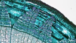 피나무속(아욱과) 줄기의 횡단면: 왼쪽 아래 부분의 이차 물관부 외연에 관다발 형성층이 있으며, 그 바깥쪽에 이차 사부가 있다. 삼각형 부분은 사관과 사부 섬유 조직(보라색)이 반복되고(방사 조직 포함), 역삼각형 부분은 확장 방사 조직(물관부의 방사 조직과 연속됨)이다.