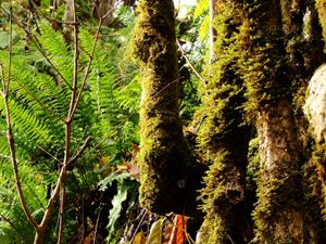 나무를 덮은 이끼