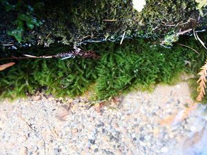 물속에 자라는 이끼