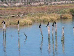 도냐나 국립공원 내의 강 모습