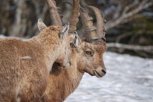 알프스 산맥에 서식하는 아이벡스는 쥐라 산맥에도 분포하고 있다.