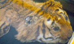 이란산 카스피 호랑이의 가죽