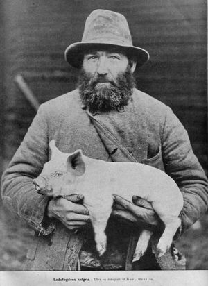 20세기 초 스웨덴의 양돈업자