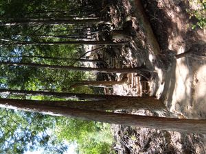 표미신사 등산로