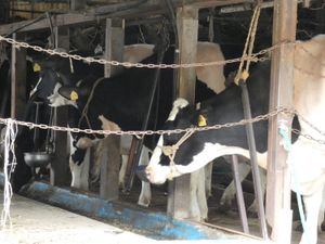 2019년 일본의 낙농장 스탠션을 이용한 묶어 기르기