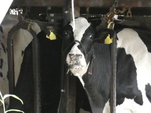 2019년 일본의 낙농장 스탠션을 이용한 묶어 기르기2