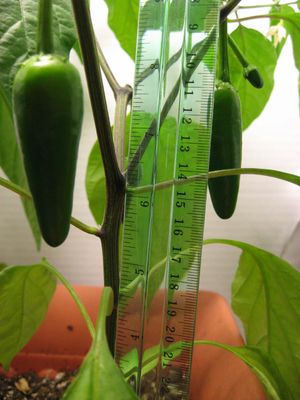 할라페뇨와 화분