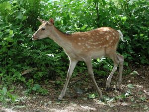 에조사슴(홋카이도 아칸호 부근)