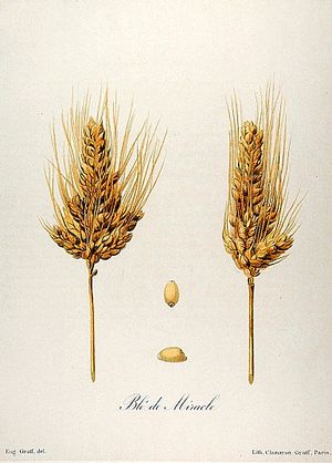기적의 밀 (Triticum turgidum var. mirabile)