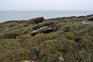 3a. 조간대의 톳속(톳목)