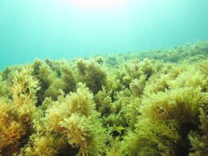 3b. Cystoseira (톳목)의 해조장