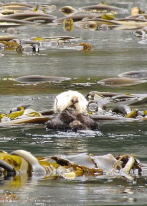 3d. 큰 다시마와 해달