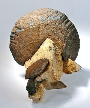 날카로운 원반 모양의 방해석이 침철석으로 완전히 치환되었는데, 원래 형태가 완벽하게 보존되었다.