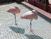 한쪽 다리로 잠든 홍학