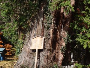 일본의 편백속 사와라의 수피