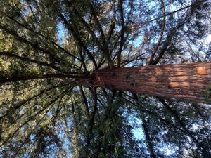 세쿼이아의 수피