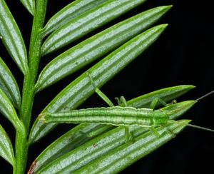 세쿼이아 잎 뒷면 및 잎에 의태한 대벌레과 곤충