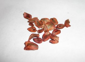 세쿼이아의 종자