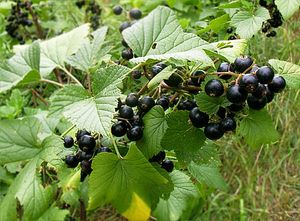 유럽 원산의 검은 건포도(Ribes nigrum), 녹병균에 대한 감수성이 강하여 야생종과 함께 대량으로 처리되었다.