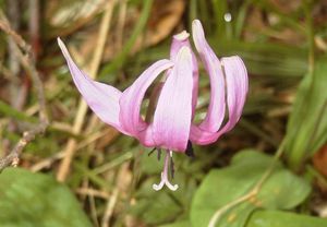 카타쿠리(센보쿠시에서 촬영)