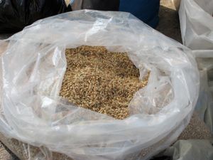 식혜를 만들 때 사용하는 엿기름(맥아 보리)