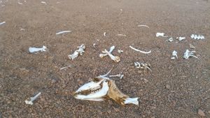 세로 파라날(Cerro Paranal) 남서쪽 아타카마 사막에 흩어져 있는 구아나코의 유해: 목 주변의 두꺼운 가죽만 온전하다.