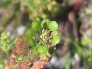 후추 대신 사용된 구름국화