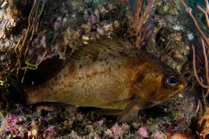 쿠로메바루(Sebastes ventricosus)