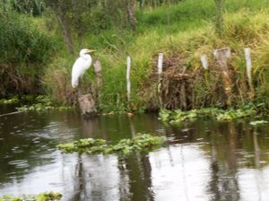 운하 둑에 있는 백로
