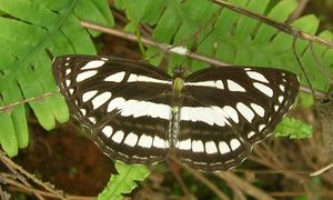 류큐세줄나비. 「삼」자 무늬의 맨 위가 좌우 각 한 곳씩 분단되어 있다