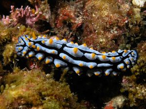 갯민숭달팽이류인 Phyllidia varicosa를 포함한 다양한 해양 동물들이 경계색을 갖는다는 증거가 있다.