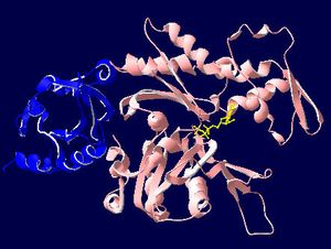 액틴(빨간색)·프로필린(파란색) 복합체. ATP는 노란색으로 강조되어 있다