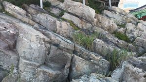 죽도산 북동측 주차장의 울련산층 (축산면 축산항길 85-9 부근)