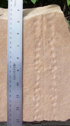 절지동물의 흔적 화석