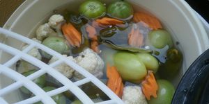 마케도니아의 토르시