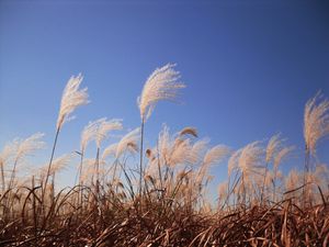 하늘공원의 갈대