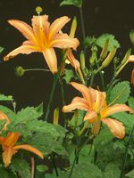 노란 원추리 꽃