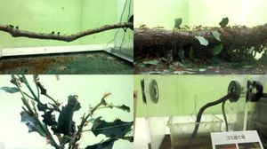 잎꾼개미의 사육과 전시