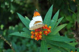 사육되고 있는 나비