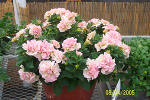 겹꽃 페튜니아 - 페튜니아 x 아킨시아나